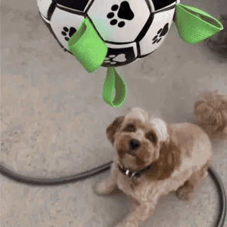 1488Clipchamp-opt.gif